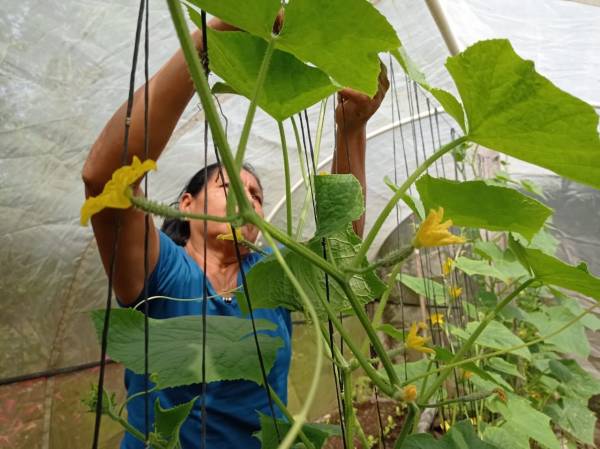 Fotografía de mujer cultivando pepinos.